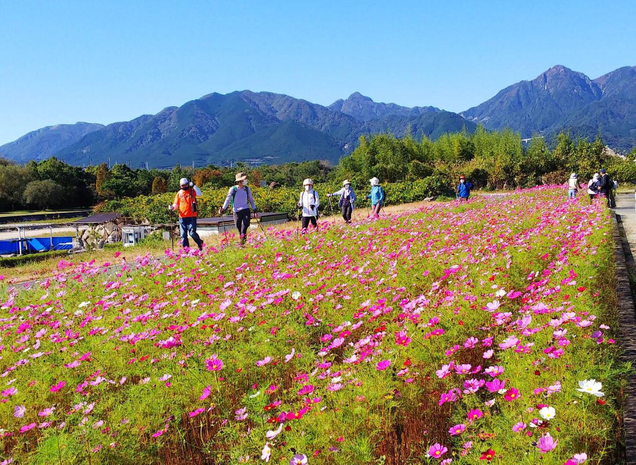 元気アップこもの